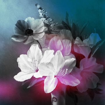 White Easter Lily Flowers with a Neutral Background for a Simple Cozy Valentine's Day at Home in 2021 white easter lily flowers in a glass vase with a neutral background for a simple cozy valentine's day at home in 2021