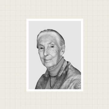 dr jane goodall headshot